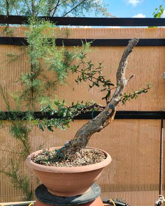 Bonsai melograno yamadori