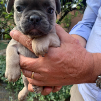 Bulldog francese nati il 1 ottobre