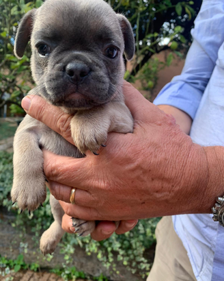Bulldog francese nati il 1 ottobre