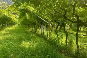 TERRENO A NAGO-TORBOLE