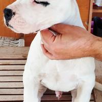 Cuccioli di Dogo argentino altissima genealogia
