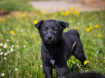 Femmina labrador/pastore tedesco