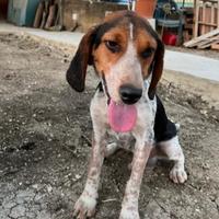 Ulisse mix Beagle 2anni e 1/2 ok gatti.SICILIA