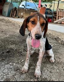 Ulisse mix Beagle 2anni e 1/2 ok gatti.SICILIA