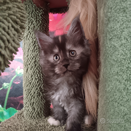 Cucciola di Maine Coon