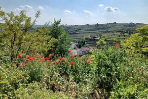 Terreno a Colognola ai Colli (VR)