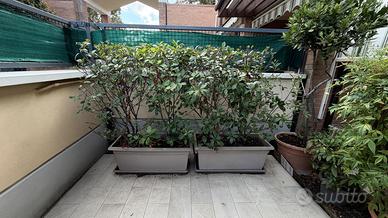 5 Piante di Photinia per siepe già cresciute