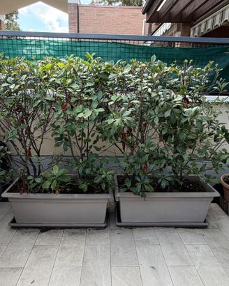 5 Piante di Photinia per siepe già cresciute