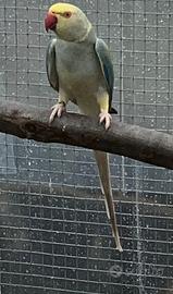 Parrocchetto dal collare