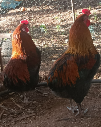 Gallo Olive Egger