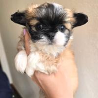 Chihuahua femmina pelo lungo