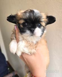 Chihuahua femmina pelo lungo