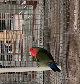 Agapornis Roseicollis