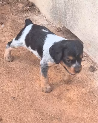 Epagneul breton