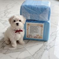 Traverse Cani 60x60 cm - Confezione Nuova pezzi 80