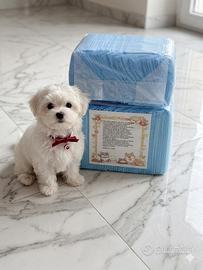 Traverse Cani 60x60 cm - Confezione Nuova pezzi 80