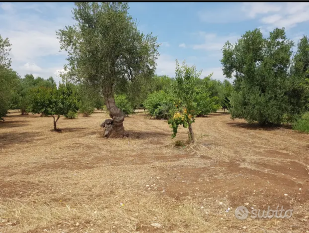 Terreno di 1.000 MQ con acqua