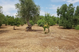 Terreno di 1.000 MQ con acqua