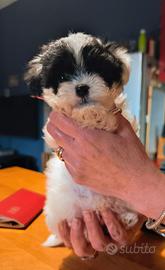 Cuccioli di Maltipoo