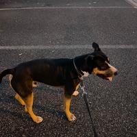 Cucciolo e di cane