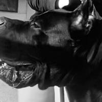 Cane corso x monte fuoritaglia