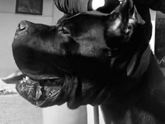 Cane corso x monte fuoritaglia