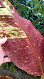 Extra rare banano variegato - Musa Siam Ruby 50cm