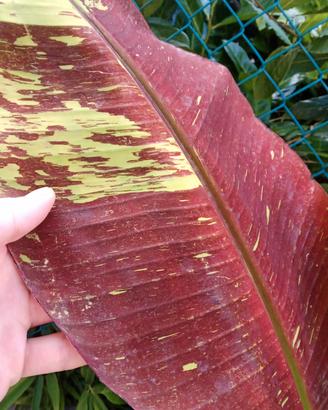 Extra rare banano variegato - Musa Siam Ruby 50cm