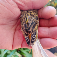 Solo per chi e interessato