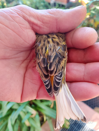 Solo per chi e interessato