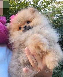 Spitz di Pomerania