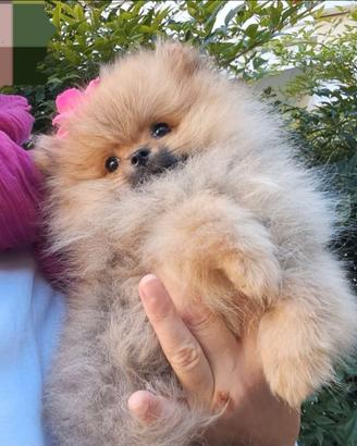 Spitz di Pomerania