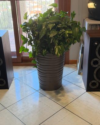 Wharfedale coppia diffusori