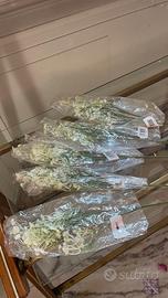 5 gipsofile artificiali