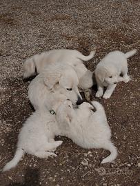 Cuccioli pastore maremmano