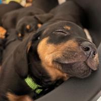 Cuccioli bassotto maschio