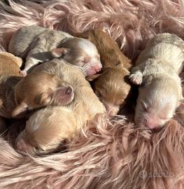 Cuccioli di Maltipoo