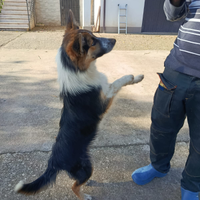 Border collie