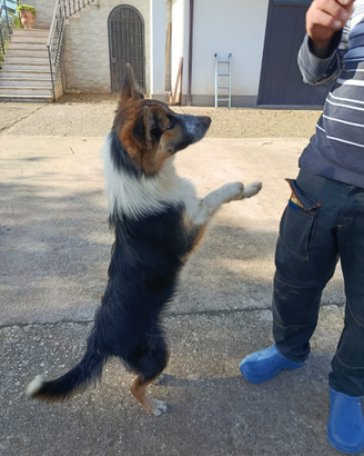 Border collie