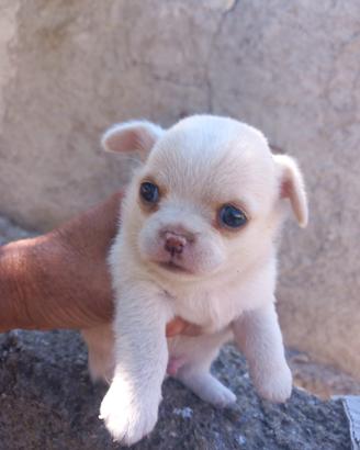 Chihuahua