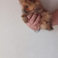Spitz Nano (Volpino di Pomerania)