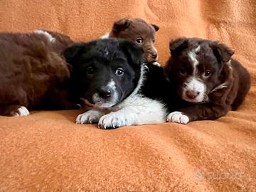 Cuccioli pastore australiano border collie