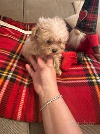 Cuccioli di Maltipoo