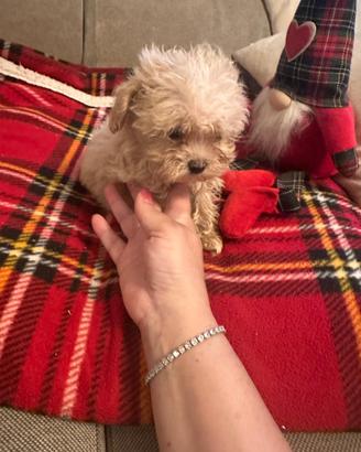 Cuccioli di Maltipoo