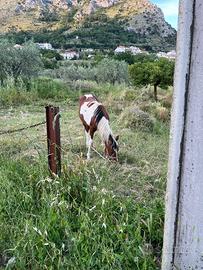 Puledro Paint
