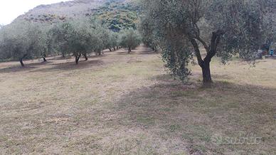 terreno agricolo uliveto
