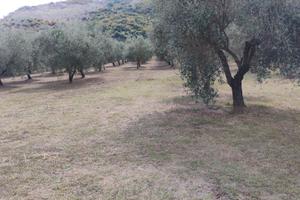 terreno agricolo uliveto