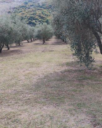 terreno agricolo uliveto