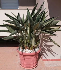 Strelitzia reginae con grande vaso – 2 disponibili