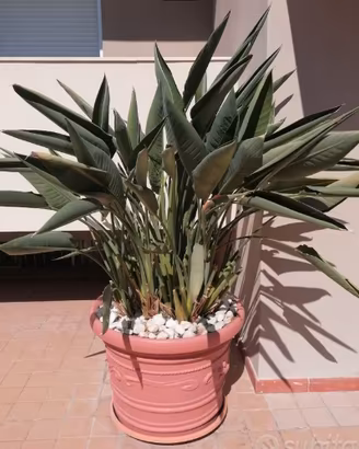 Strelitzia reginae con grande vaso – 2 disponibili